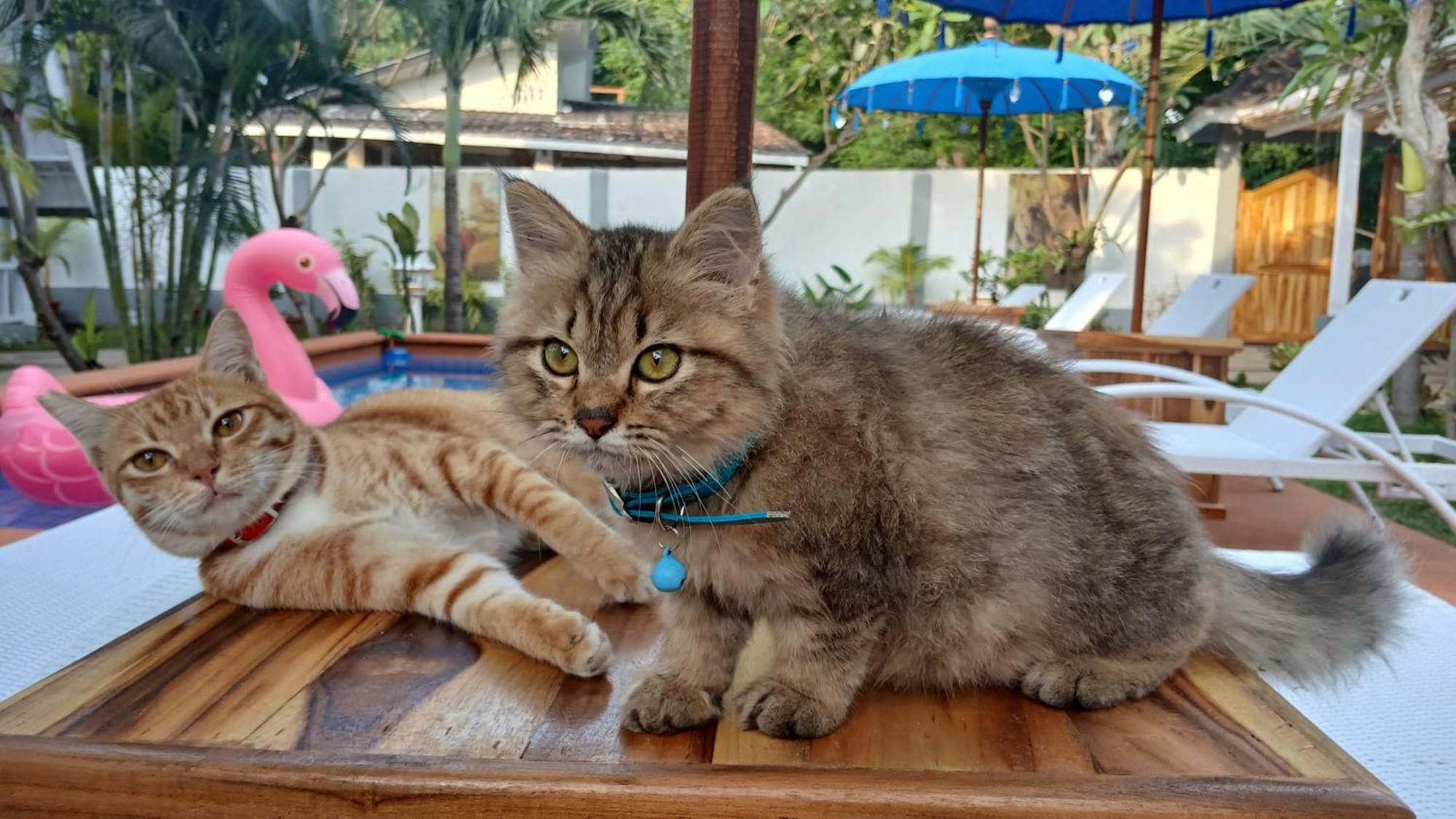 New Balengku Dua Hotel - Adults Only Gili Air Dış mekan fotoğraf