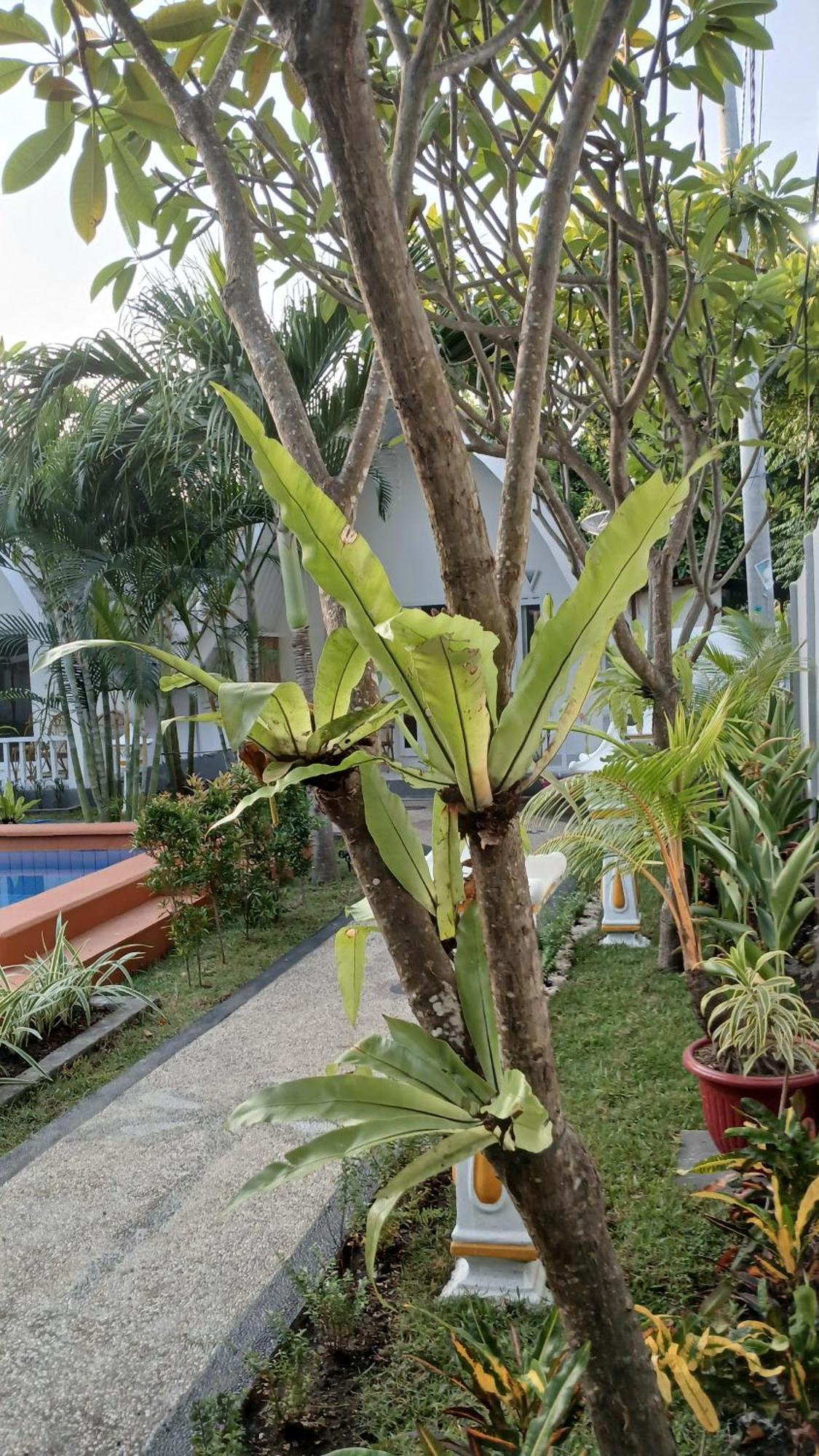 New Balengku Dua Hotel - Adults Only Gili Air Dış mekan fotoğraf
